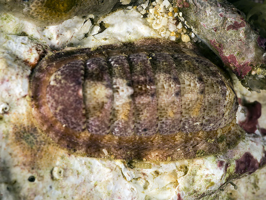 Chiton sp. 1